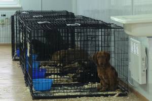 Десять бездомных собак стали первыми обитателями открывшегося приюта под Астраханью