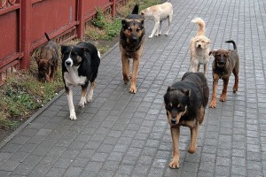 Где в Астрахани можно гулять с собакой