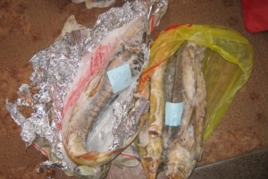 В Астраханской области изъята рыба осетровых видов, перевозимая без сопроводительных документов