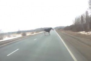 В Астрахани замечен лось на дороге