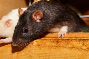 Не надо анализов: крыса определит ваш диагноз
