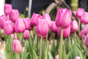 Как выбрать идеальные тюльпаны. Советы к 8 марта