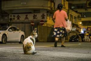 Не целовать иконы, иметь запас продуктов и опасаться котиков: мир в ужасе от коронавируса