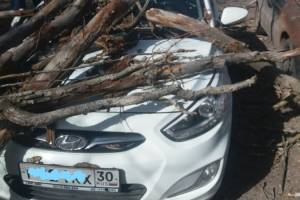 В Астрахани от сильного ветра падают деревья
