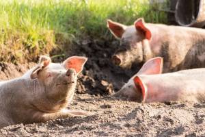 Астраханских свиней косят болезни, а растениеводы установили рекорд