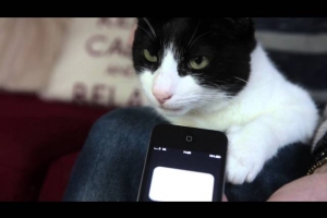 Британский кот установил новый рекорд Гиннесса по громкости урчания