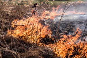 Как уберечь природу от пожаров