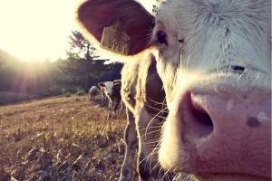 Подтвердилась информация, что в Астрахани будут делать консервы из тюменских бруцеллезных коров