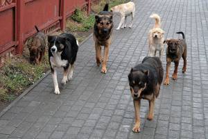 Назван срок, когда число бродячих собак в Астрахани начнет сокращаться