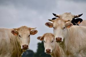 В Астрахань везут более двухсот опасно больных коров из Тюменской области