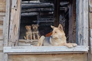 Астраханское правительство утвердило меры по сокращению числа бездомных животных