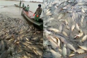 Астраханская полиция заинтересовалась видеороликом с рыбалки
