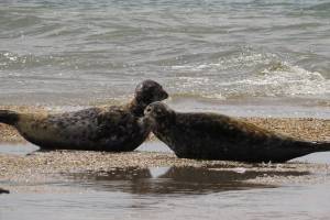 Каспийского тюленя и плотоядную косатку внесут в Красную книгу