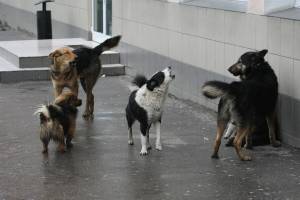 Бродячие псы напали на детей в Астрахани