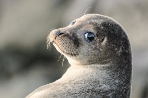 В России запретят ловлю каспийского тюленя