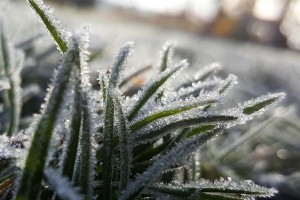 Завтра на юге Астраханской области возможны небольшие заморозки