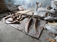 В Астрахани нашли склад с опасной рыбой