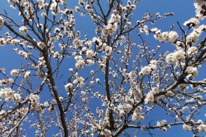 В понедельник в Астраханской области в «воздухе царит весна»