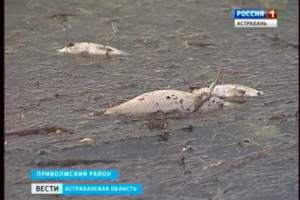 В Астраханском регионе из-за маловодья гибнет рыба