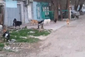 Без комментариев: Астрахань без людей наводнилась бездомными собаками