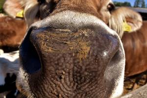 Бруцеллезные коровы, из которых в Астрахани хотели делать консервы, таинственно исчезли по дороге в Тюмень