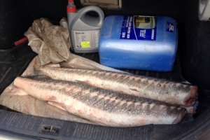 В Астраханской области полицейские изъяли рыбу осетровых видов, перевозимую без сопроводительных документов
