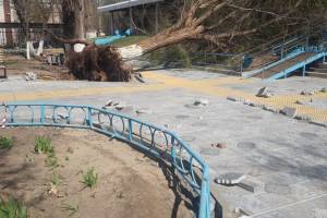 В Астрахани дерево упало возле поликлиники, преградив вход
