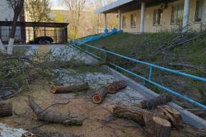 В Астрахани расправляются с поваленными деревьями. Куда могут обратиться горожане