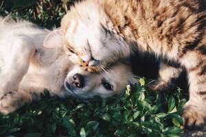 Кошки могут полностью исчезнуть с лица Земли из-за коронавируса