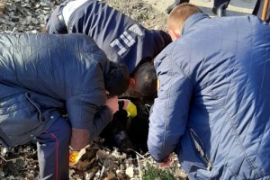 В Астраханской области полицейские спасли щенка