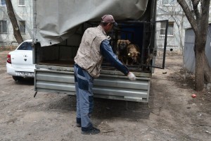 В Астрахани отлавливают по 25 собак в день