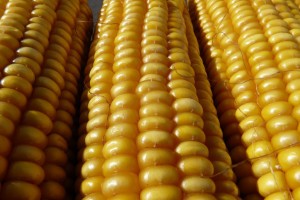 Роскачество проверило консервированную кукурузу на соответствие ГОСТу
