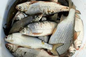 Рыбалка запрещена из-за карантина, но рыбу купить в Астрахани можно