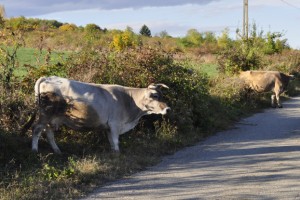 Коровы на астраханских дорогах становятся причиной аварий