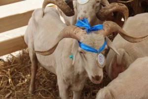В Астрахани отменили проведение Российской выставки овец и коз