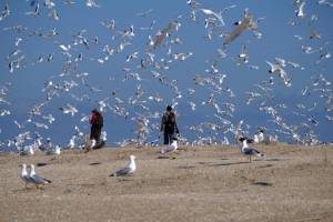 Остров птиц в Астраханской области сильно перемыло