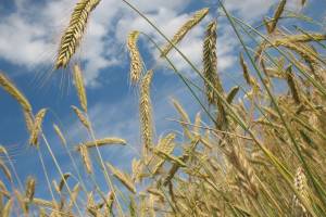 В России приостановили экспорт зерна до 1 июля