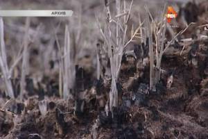 Экологии Астраханского заповедника нанесен ущерб
