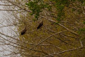 Астраханские орланы-белохвосты перезимовали в Дагестане