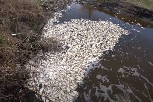 Массовую гибель рыбы сняли в Астраханской области на видео