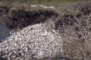 Устанавливаются причины и виновные в заморе рыбы в одном из водоёмов Икрянинского района