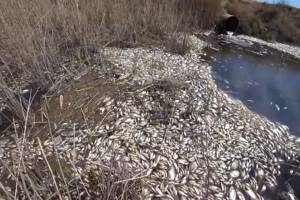 Власти отреагировали на видео с массовым замором рыбы в Астраханской области