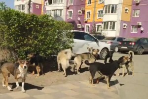 Без комментариев: собаки в отсутствии людей захватывают улицы города