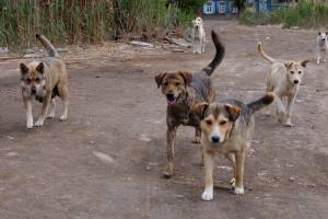 Стаи бесхозных псов оккупировали Астрахань на карантине