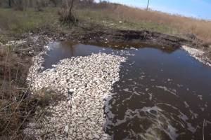 Новые подробности в истории о массовом заморе рыбы в Астраханской области