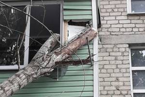 В Астрахани упавшее дерево повредило балкон