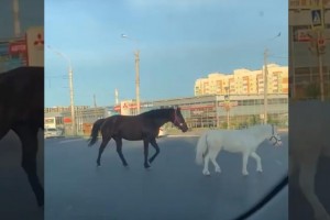 Без комментариев: по Астрахани гуляют лошади