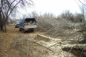 Жители Астраханской области привлечены к уголовной ответственности за незаконную рубку лесных насаждений