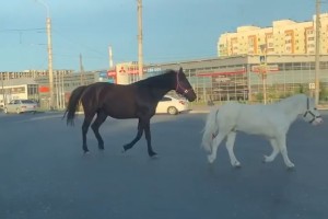 Видеофакт: в Астрахани на проезжей части разгуливали безнадзорные лошади