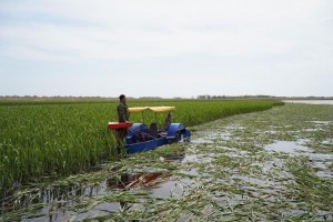 В Астраханском заповеднике косят водную растительность